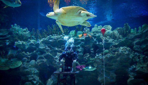 Aquacadabra: Malaysia’s First Underwater Magic Show!