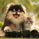 Up Your Pawgraphy Game – Look Your Best with Your Furry Friend in Stunning Photos and Videos